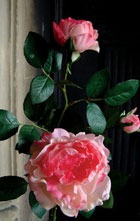 Как правильно ухаживать за домашними розами