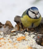 Поможем птицам пережить зиму