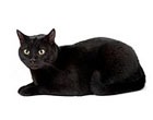 Почему люди не любят кошек?