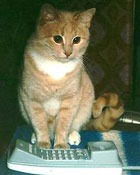 �����: ��� ���� ����� �������, �������� � 911