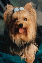 ����� � ���� ��������� �������