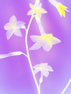 ����� ������ �������� �� ��������