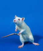 ��� ��� �������� ��� �������?