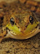 ������� � ����� ������������������ ��������