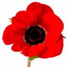 ������� �� Kenzo