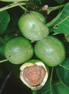 ������� ���� � ������� ��������   