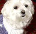 ��� - ���������� ������������ ������ ����������