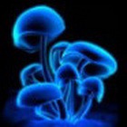 �����-������������� ������� �������� ������� �� ����� ��� 