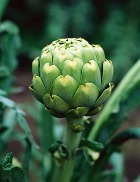 ������� ������� ������