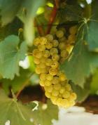 ��� ������� ������ ���������