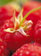 ������ ��� ������� � ��� �����������?