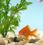 � ���� � ��������� �� ����� ���