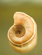 ��� ������� � �� ��������� 