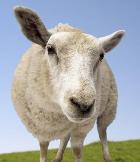 ���� ������������� �������� ��������� ���������