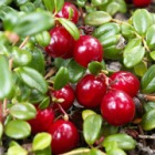 ���� ��������� ���������