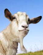 � ������ �������� ������ ����� �����