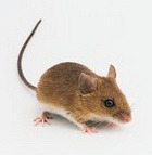 � ������� ����� ������� ���� ������ ��������� 