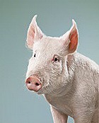 ��� ����� �������� �������� ������� ��� ��������� 