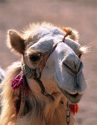 ��������� ��������� �������