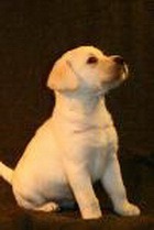 ������ ������������ �������� ��� �������� � $155 ���. 