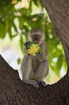 �������� ������������� ����� ������ ������� 