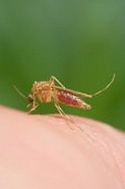 ������ ����� �������� � �������� �������� ������� 