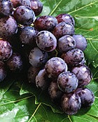 �������� ������� ������