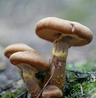 ����� ������� ���� ��� ������