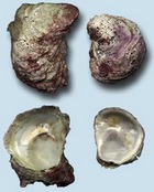 ����� �� ������� �� ��������� �� ����� ������� 