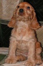 ����� ����������� ������ ����� � �����-�������� 