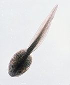 � ������ ���� ����� �� �����, ������������ � �������