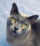 ������� ��������