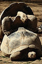 ������������� �������� ������������ ������ ���-�������� ��������� 