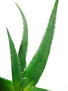 �� ������� ������� ���� 