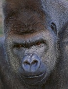 ��������� ����� ����� ���