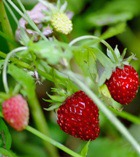 �������� ��������� 