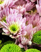 ��� ���������� �������� �� ����� ��������?