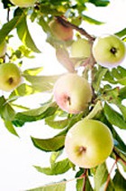 ����� ��� ������ 