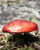 � ������ ��������� �����