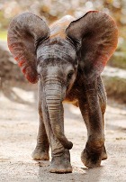 � ���������� �������� �����-���