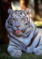 � ������ � �����: ���������� �������������� ��������