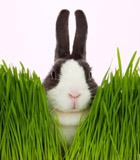 ������� ���������� ������� �������