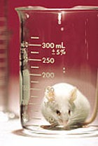 ��� ������������� �� ������ 