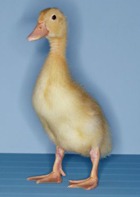 ������� �������� ���� ��������� ������