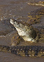 ���� �������� ����� ����� ���