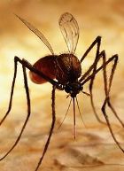 ����� ������ ������