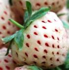 � �������� ������� ������������ ���������