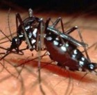 ������ ������ �������� �� ������� ����������� ���������