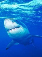 В Египте ловят акул-людоедов 