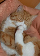 �������� ��� �������� � ��������� ������� � ����